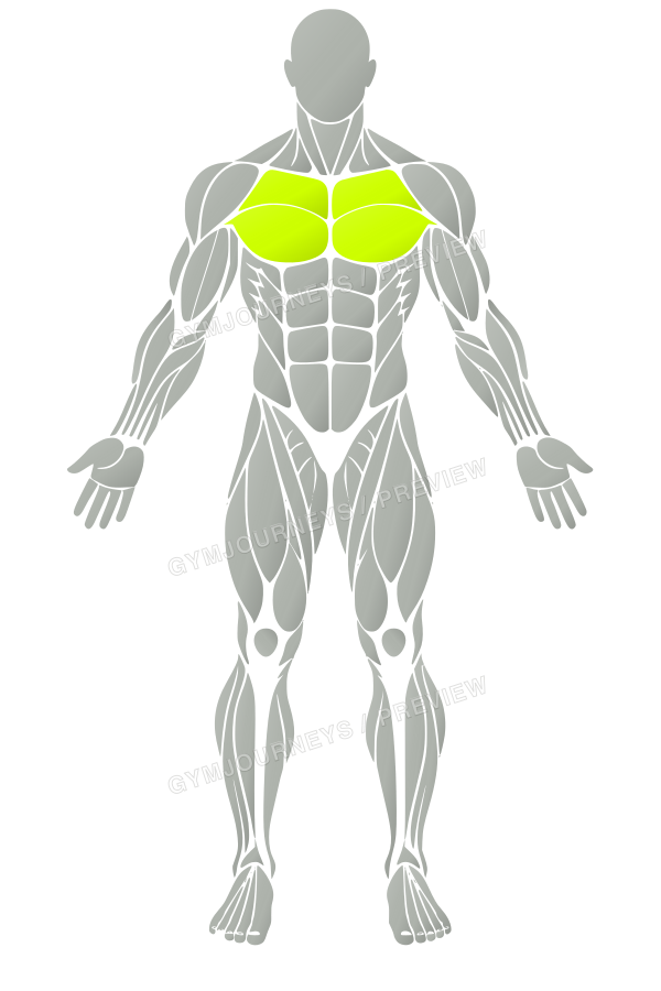 Men’s muscle map