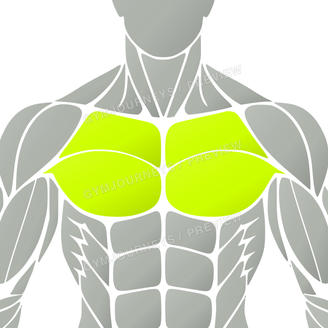 Chest highlighted