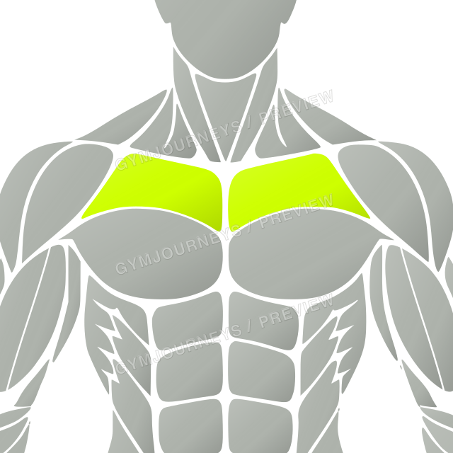 Upper chest highlighted