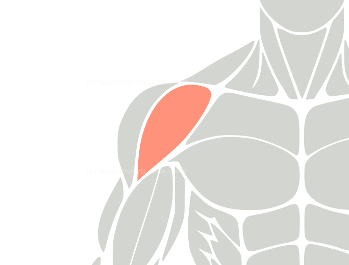 Front delts, body context icons, coral