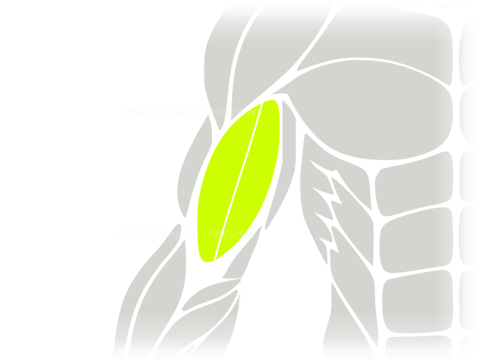 Biceps body-context muscle icon