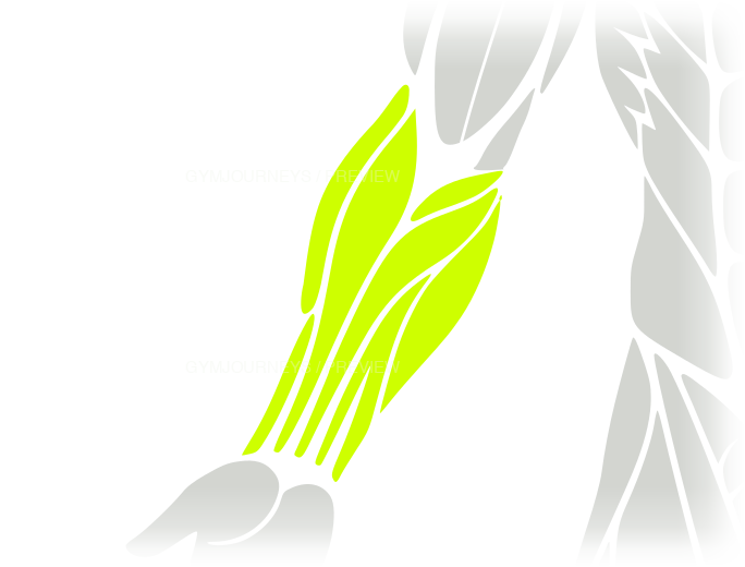 Forearm body-context muscle icon