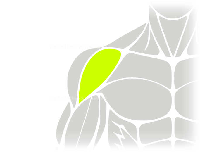 Front delts body-context muscle icon