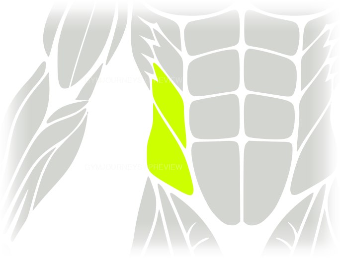 Obliques body-context muscle icon
