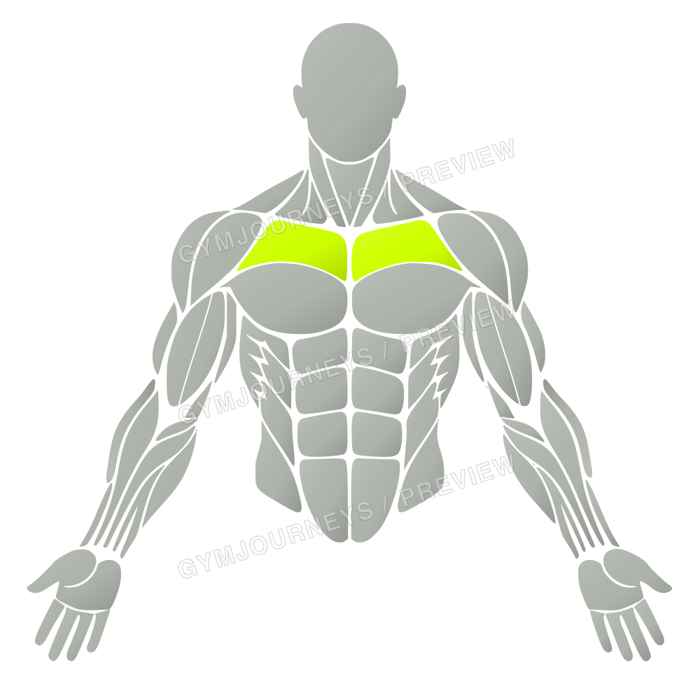 Individual muscle region preview